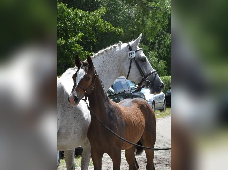 German Sport Horse Stallion Foal (04/2023) Brown in Thalberg
