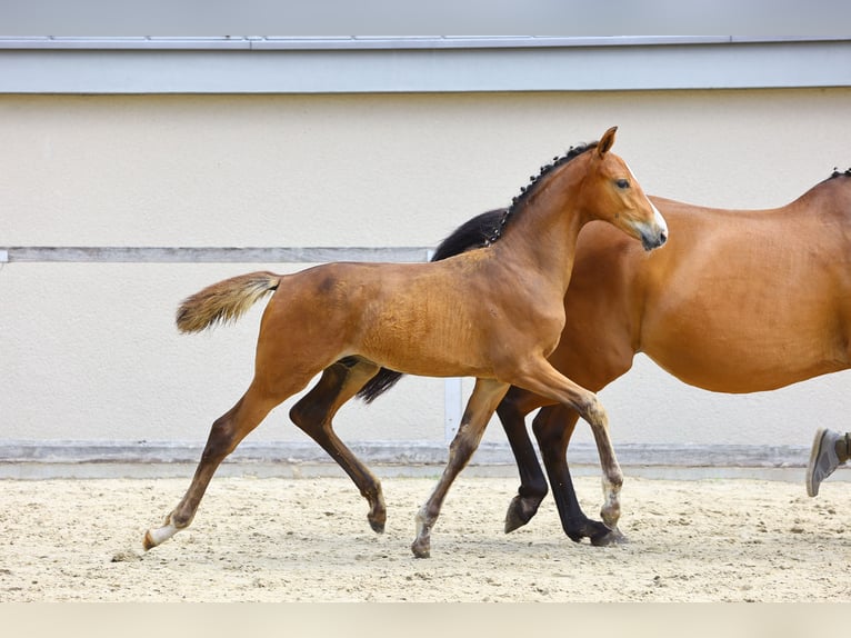 German Sport Horse Stallion Foal (04/2023) Brown in Thalberg