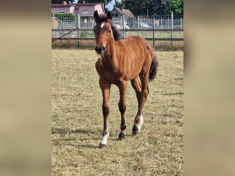 German Sport Horse Stallion Foal (03/2025) Brown in Selke-AUE