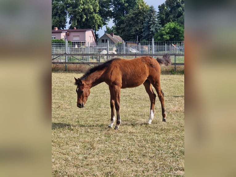 German Sport Horse Stallion Foal (03/2025) Brown in Selke-AUE