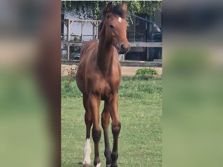 German Sport Horse Stallion Foal (03/2025) Brown in Selke-AUE