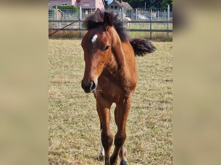 German Sport Horse Stallion Foal (03/2025) Brown in Selke-AUE