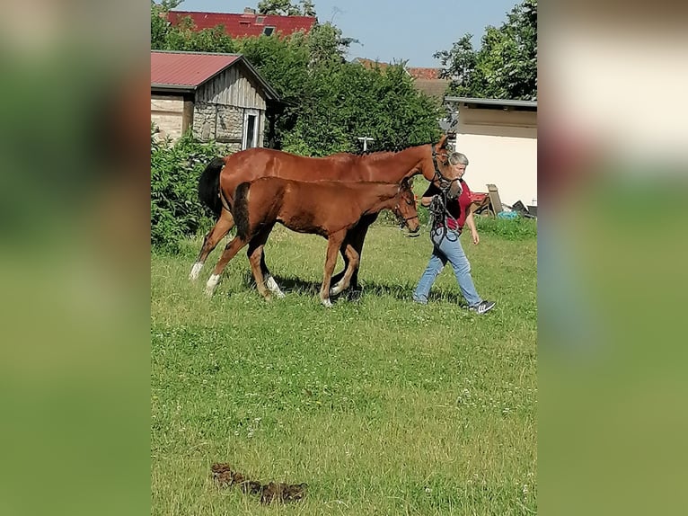 German Sport Horse Stallion Foal (03/2025) Brown in Selke-AUE