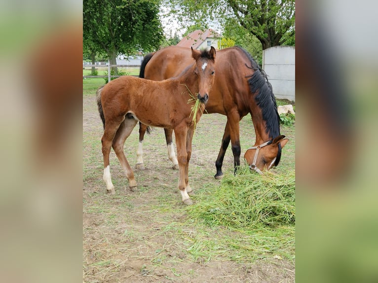 German Sport Horse Stallion Foal (03/2025) Brown in Selke-AUE