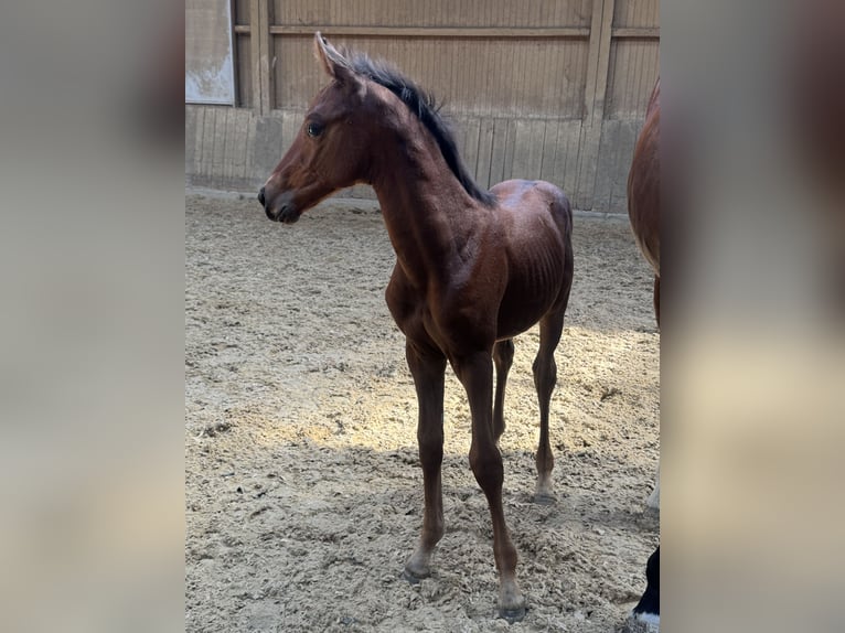 German Sport Horse Stallion Foal (07/2026) Brown in Römerstein Donnstetten