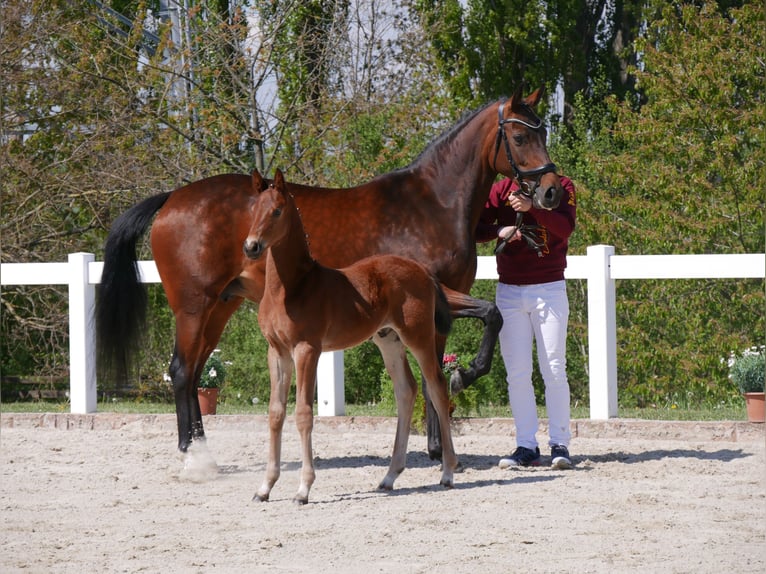 German Sport Horse Stallion Foal (03/2024) Brown in Steinbach-Hallenberg