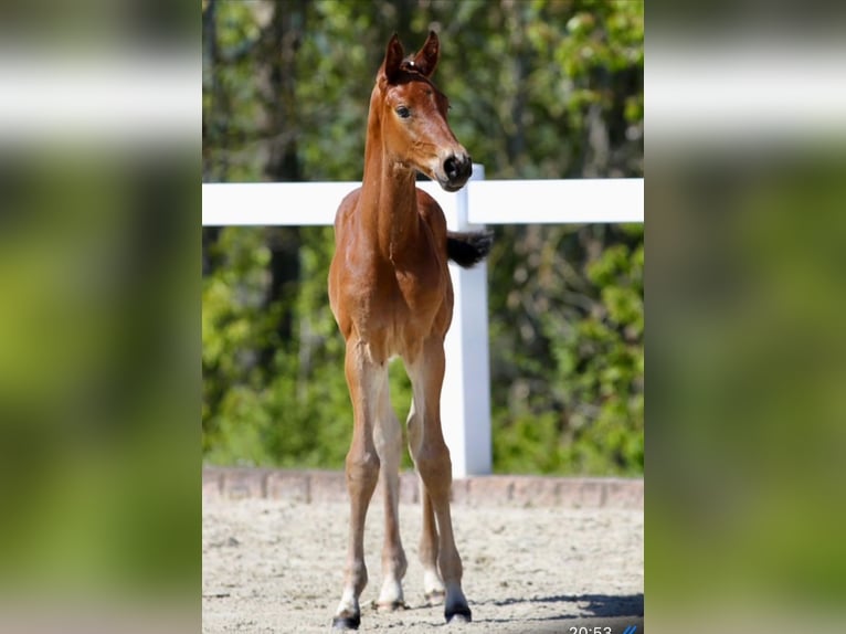 German Sport Horse Stallion Foal (03/2024) Brown in Steinbach-Hallenberg