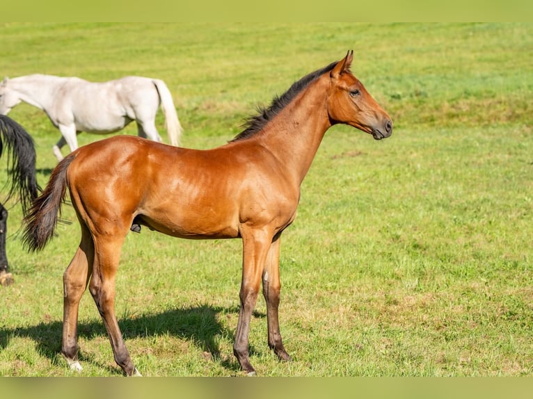 German Sport Horse Stallion Foal (03/2024) Brown in Steinbach-Hallenberg