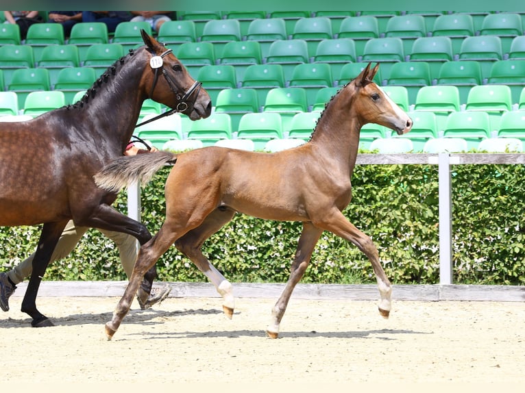 German Sport Horse Stallion Foal (04/2024) Brown in Thalberg