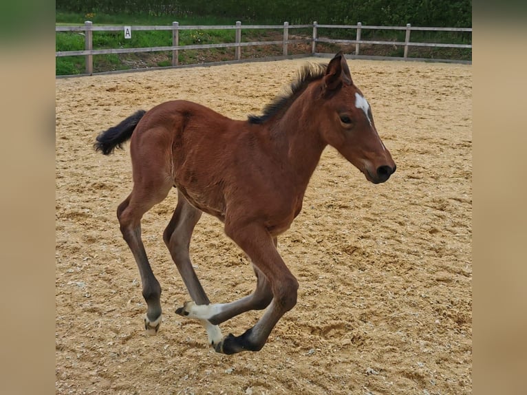German Sport Horse Stallion Foal (03/2026) Brown in Weißbach