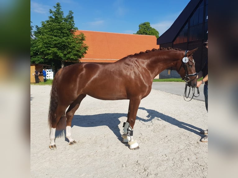 German Sport Horse Stallion Foal (03/2026) Brown in Weißbach