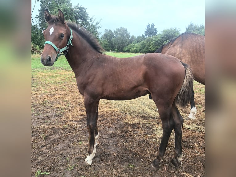 German Sport Horse Stallion Foal (04/2025) Brown in Wittstock/Dosse
