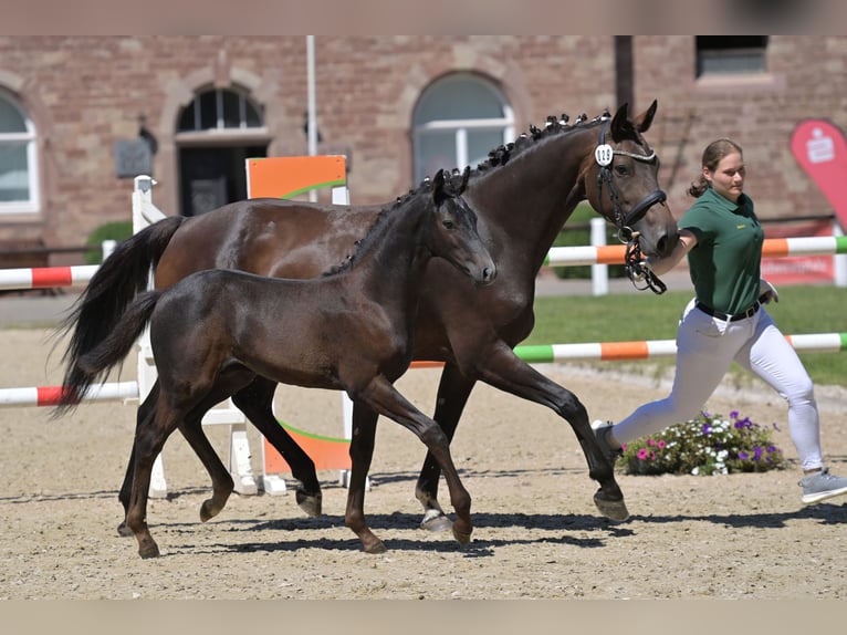 German Sport Horse Stallion Foal (05/2025) Can be white in Homburg