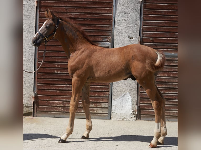 German Sport Horse Stallion Foal (05/2026) Can be white in MietingenMietingen