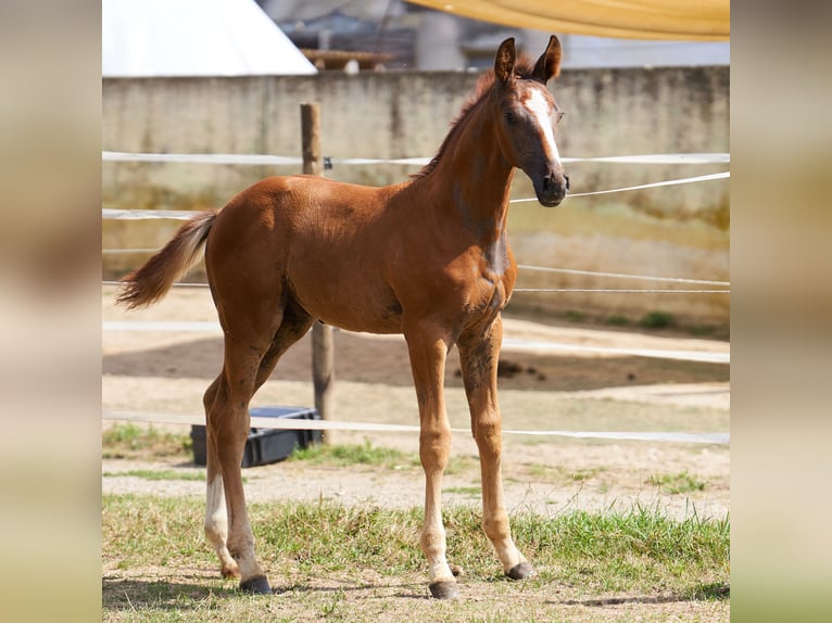 German Sport Horse Stallion Foal (05/2026) Can be white in MietingenMietingen