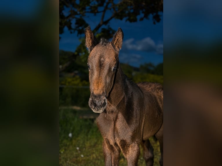 German Sport Horse Stallion Foal (03/2026) Can be white in Uhlstädt-Kirchhasel