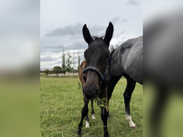 German Sport Horse Stallion Foal (03/2026) Can be white in Uhlstädt-Kirchhasel