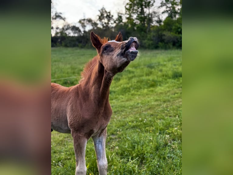 German Sport Horse Stallion Foal (03/2025) Can be white in Rudolstadt