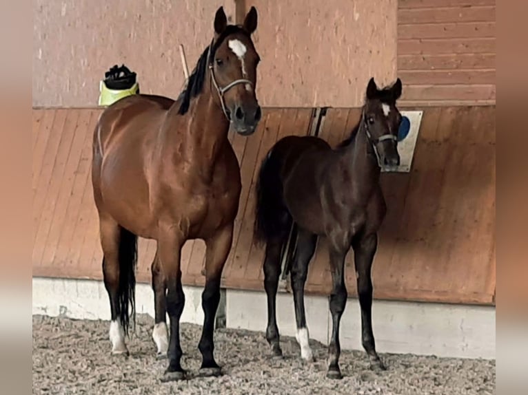 German Sport Horse Stallion Foal (03/2025) Can be white in Sch&#xF6;mberg