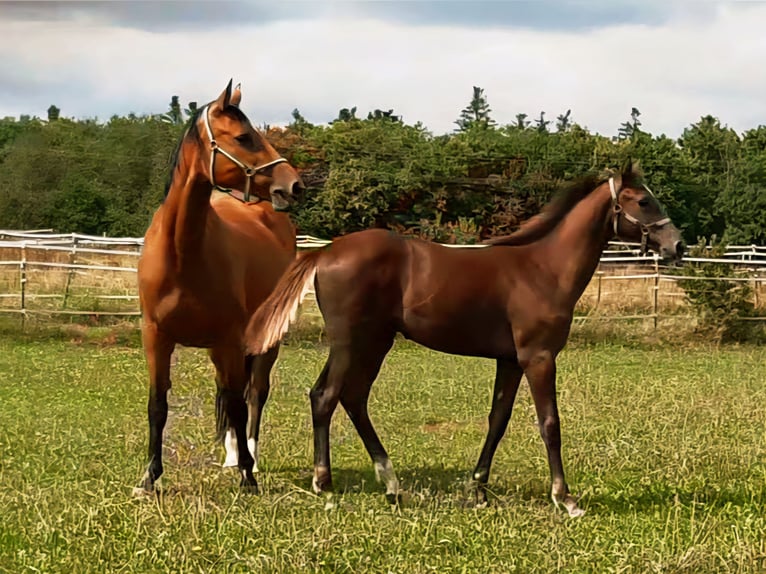 German Sport Horse Stallion Foal (03/2025) Can be white in Sch&#xF6;mberg