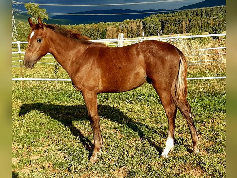 German Sport Horse Stallion Foal (03/2025) Can be white in Sch&#xF6;mberg