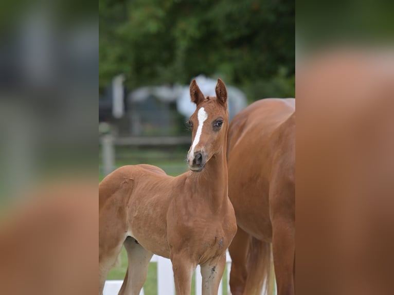 German Sport Horse Stallion Foal (04/2026) Chestnut in Standenbühl