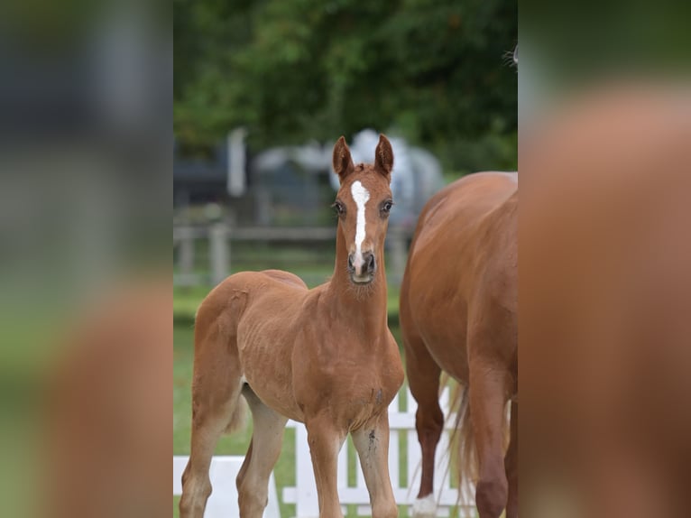 German Sport Horse Stallion Foal (04/2026) Chestnut in Standenbühl