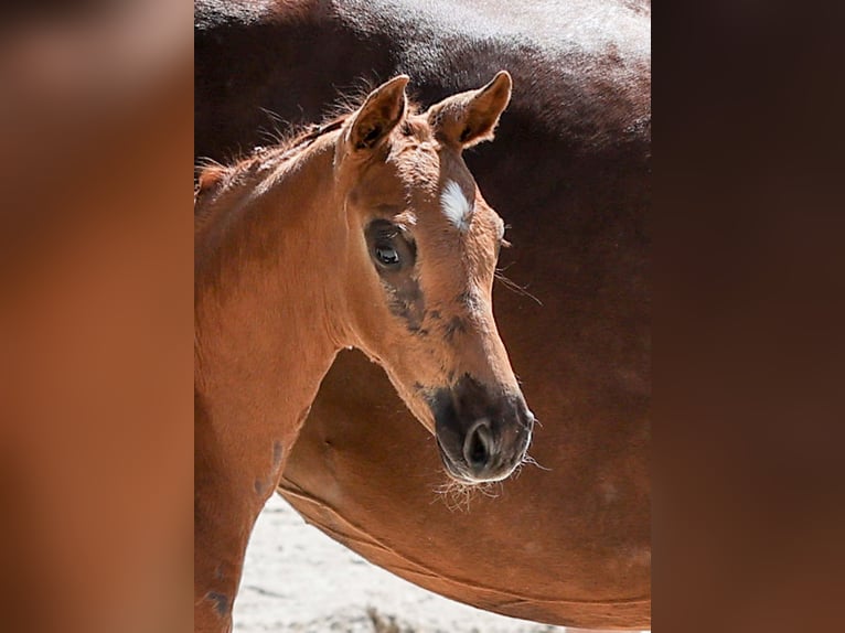 German Sport Horse Stallion Foal (05/2025) Chestnut in Gomadingen