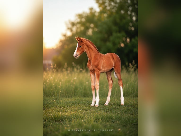 German Sport Horse Stallion Foal (05/2026) Chestnut in Hambrücken
