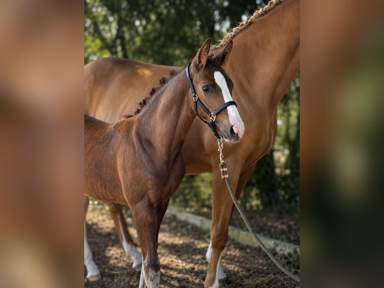 German Sport Horse Stallion Foal (05/2026) Chestnut in Hambrücken