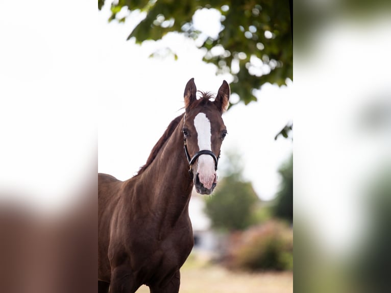 German Sport Horse Stallion Foal (05/2026) Chestnut in Hambrücken