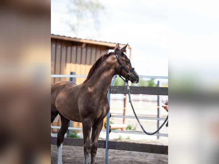 German Sport Horse Stallion Foal (05/2026) Chestnut in Hambrücken