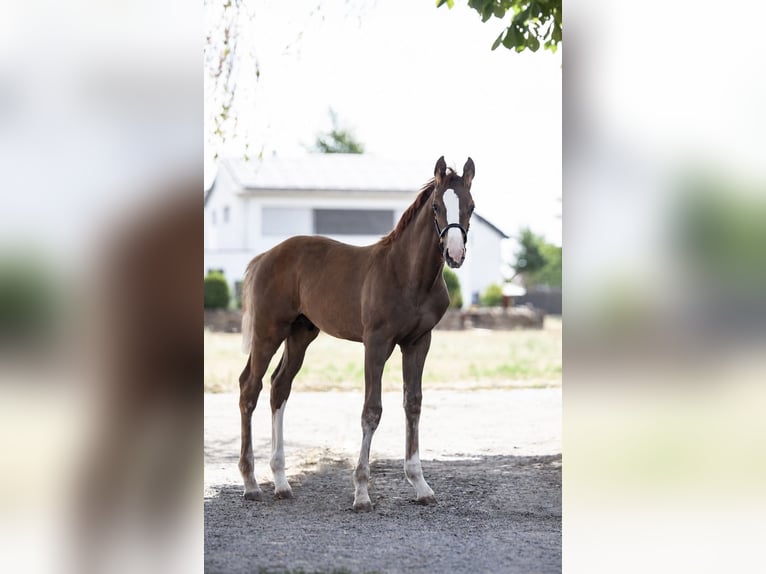 German Sport Horse Stallion Foal (05/2026) Chestnut in Hambrücken