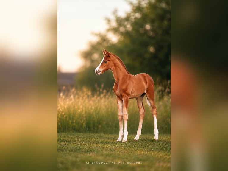 German Sport Horse Stallion Foal (05/2026) Chestnut in Hambrücken