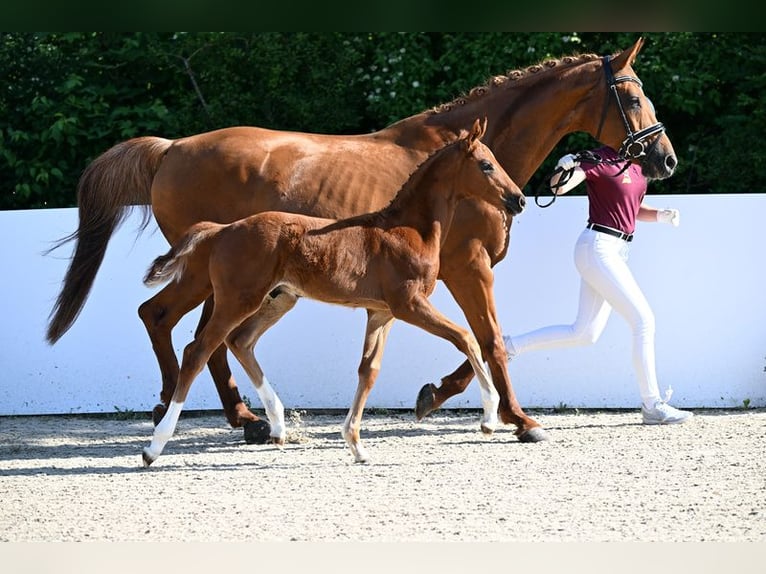 German Sport Horse Stallion Foal (03/2026) Chestnut in Illertissen