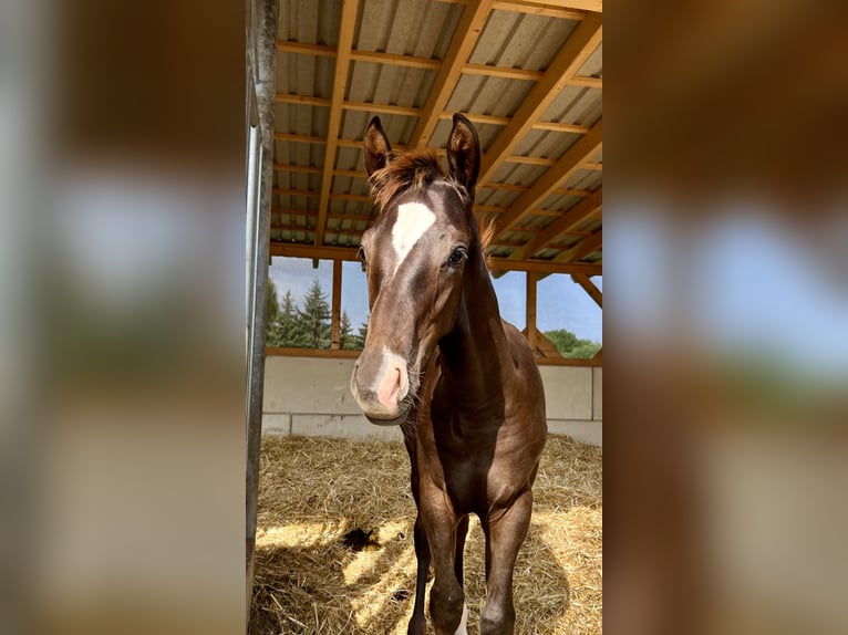 German Sport Horse Stallion Foal (04/2025) Chestnut in Wei&#xDF;enberg
