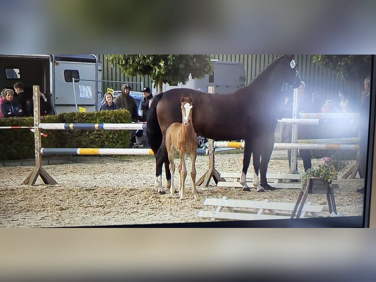German Sport Horse Stallion Foal (06/2026) Chestnut-Red in Barum