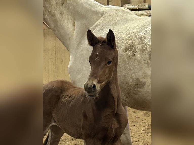 German Sport Horse Stallion  Chestnut-Red in Heistenbach