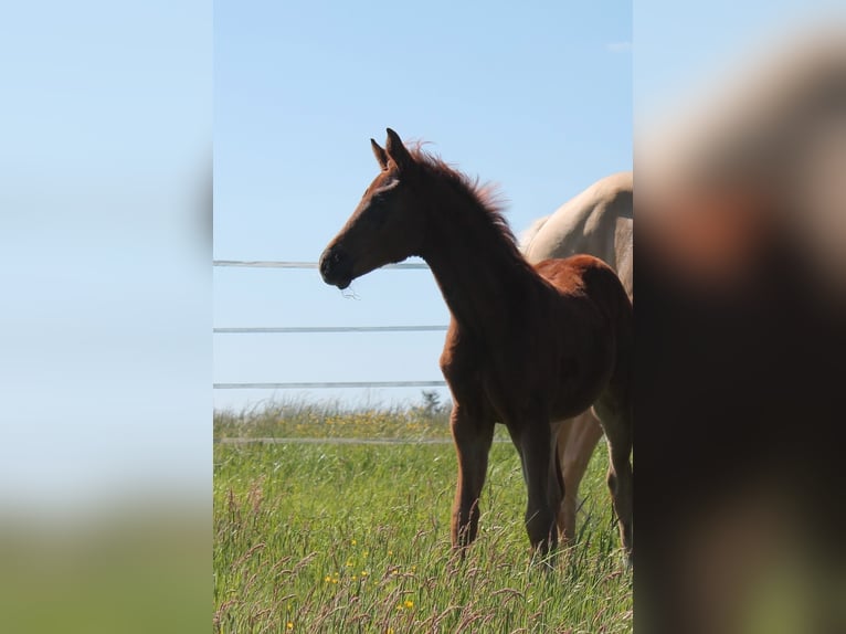 German Sport Horse Stallion  Chestnut-Red in Heistenbach