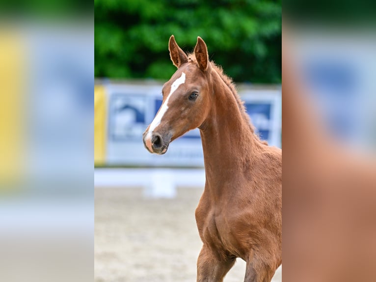 German Sport Horse Stallion Foal (03/2026) Chestnut-Red in Erxleben