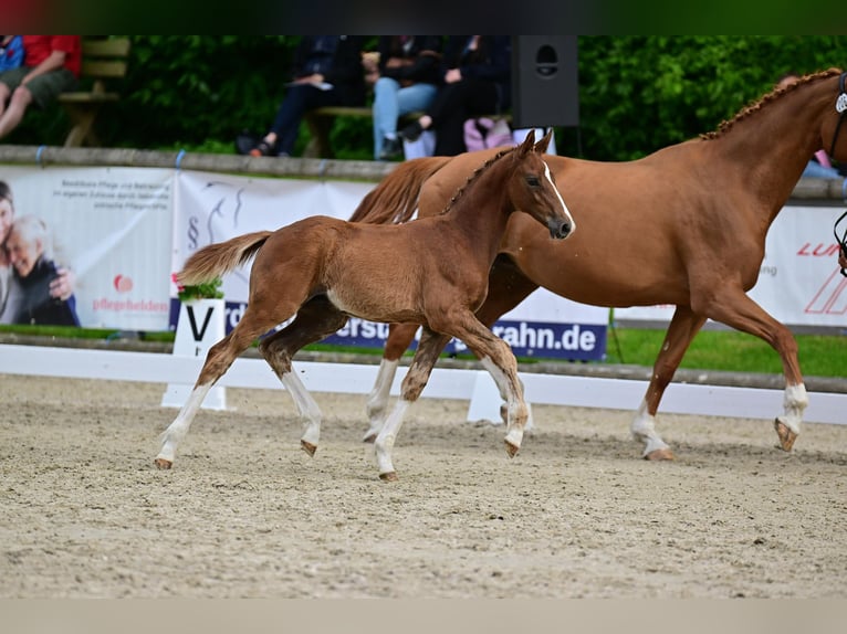 German Sport Horse Stallion Foal (03/2026) Chestnut-Red in Erxleben
