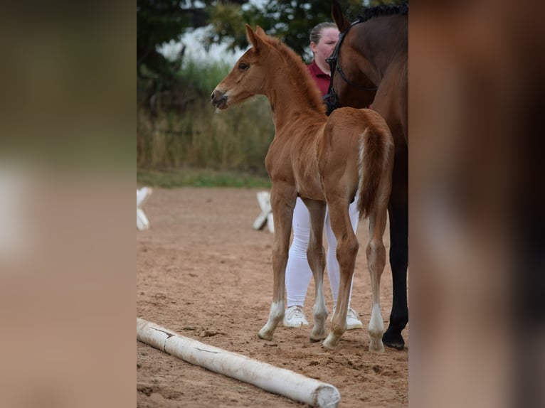 German Sport Horse Stallion Foal (05/2025) Chestnut-Red in Rhinow OT Kietz