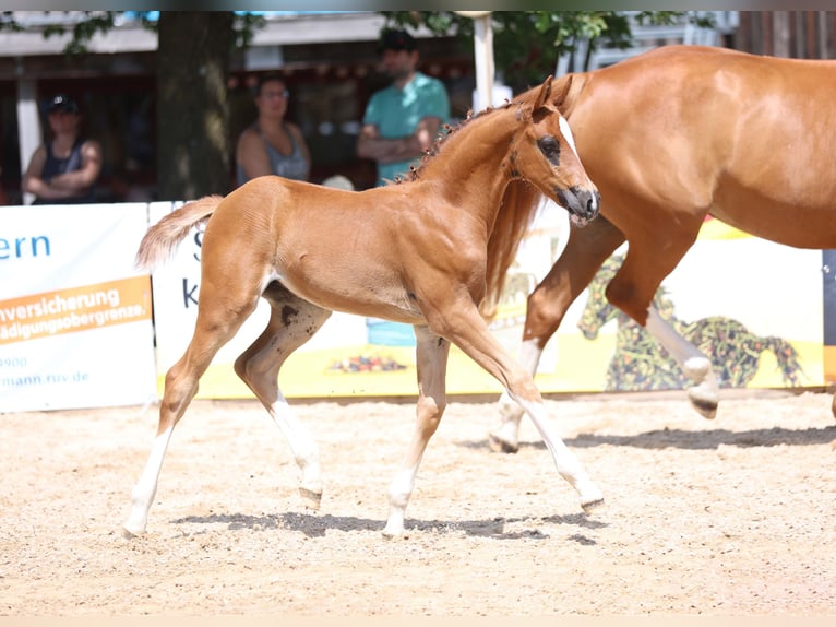 German Sport Horse Stallion Foal (05/2025) Chestnut-Red in Gomadingen