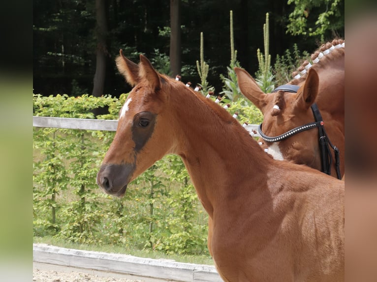 German Sport Horse Stallion Foal (06/2024) Chestnut-Red in Moritzburg