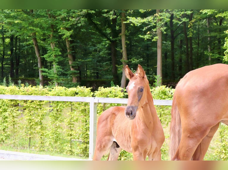 German Sport Horse Stallion Foal (06/2024) Chestnut-Red in Moritzburg