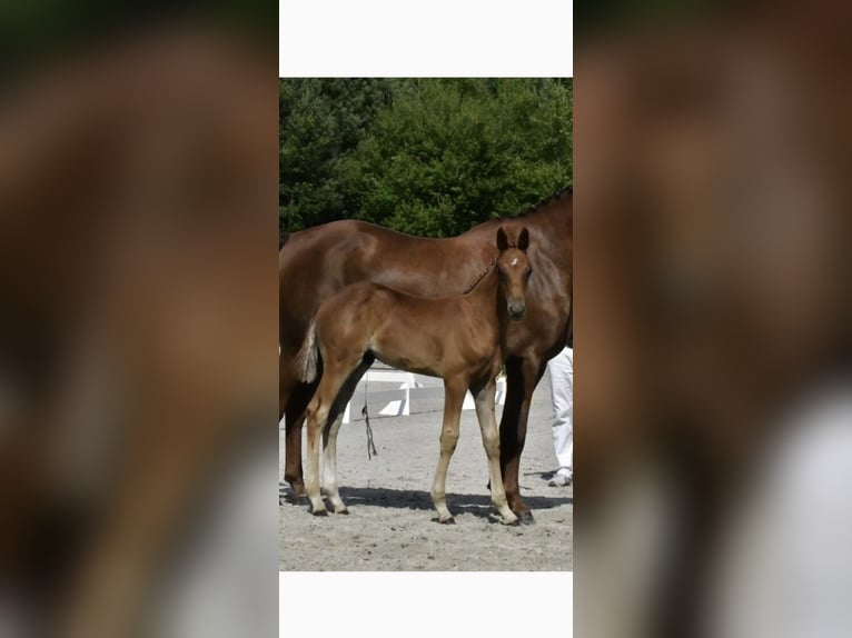 German Sport Horse Stallion Foal (05/2025) Chestnut-Red in Malchow
