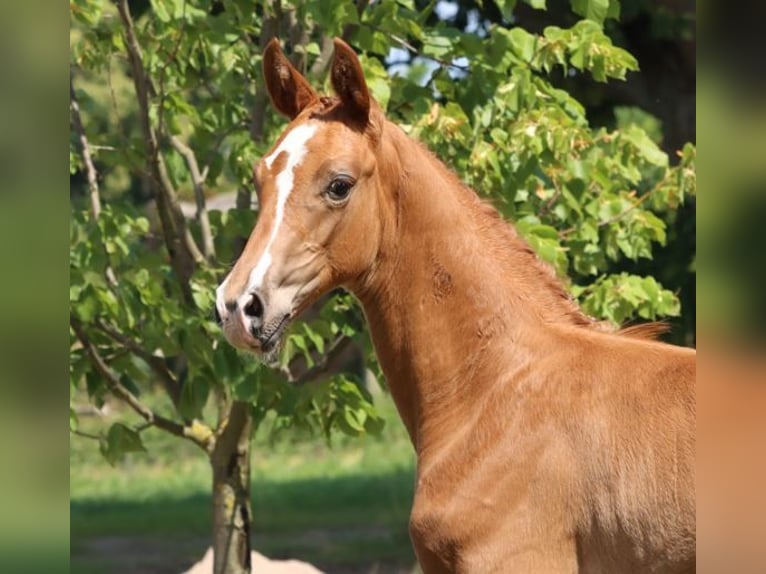 German Sport Horse Stallion Foal (04/2025) Chestnut-Red in Moritzburg