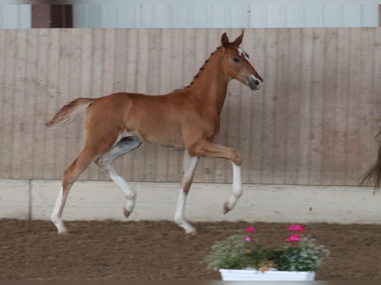 German Sport Horse Stallion Foal (04/2025) Chestnut-Red in Moritzburg