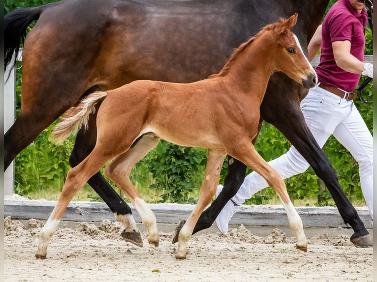 German Sport Horse Stallion Foal (06/2025) Chestnut-Red in Moritzburg
