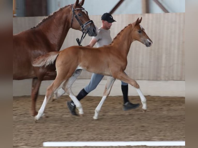 German Sport Horse Stallion Foal (04/2025) Chestnut-Red in Moritzburg